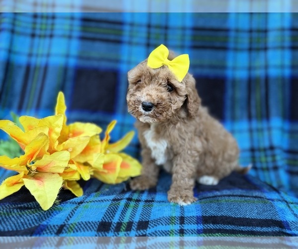 Medium Photo #7 Cavapoo (Miniature) Puppy For Sale in LAKELAND, FL, USA