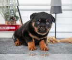 Puppy Hazel Rottweiler