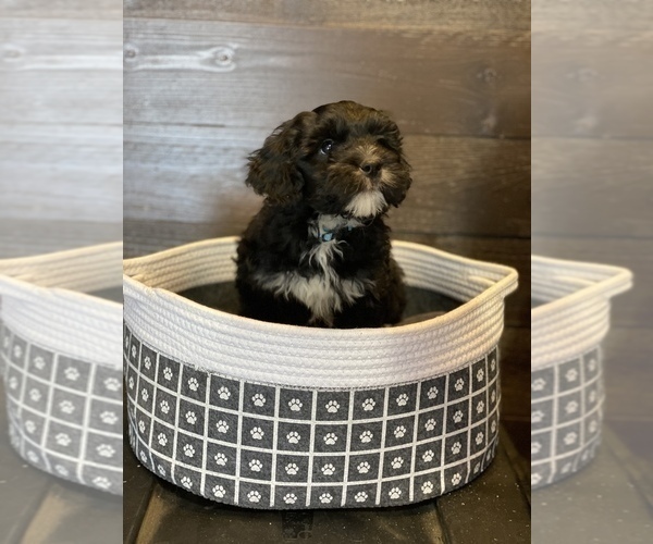 Medium Photo #1 Bernese Mountain Dog-Portuguese Water Dog Mix Puppy For Sale in LONG GROVE, IA, USA