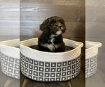 Small Photo #1 Bernese Mountain Dog-Portuguese Water Dog Mix Puppy For Sale in LONG GROVE, IA, USA