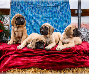 Mastiff Puppy for Sale in WAKARUSA, Indiana USA