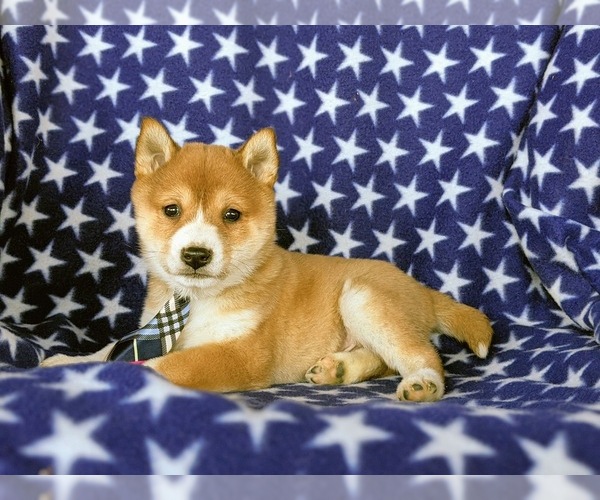Medium Photo #5 Shiba Inu Puppy For Sale in PEACH BOTTOM, PA, USA