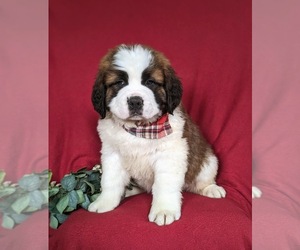 Saint Bernard Puppy for sale in QUARRYVILLE, PA, USA