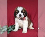 Small Photo #1 Saint Bernard Puppy For Sale in QUARRYVILLE, PA, USA