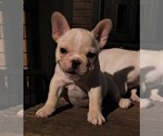 Small Photo #2 French Bulldog Puppy For Sale in CANYON LAKE, TX, USA