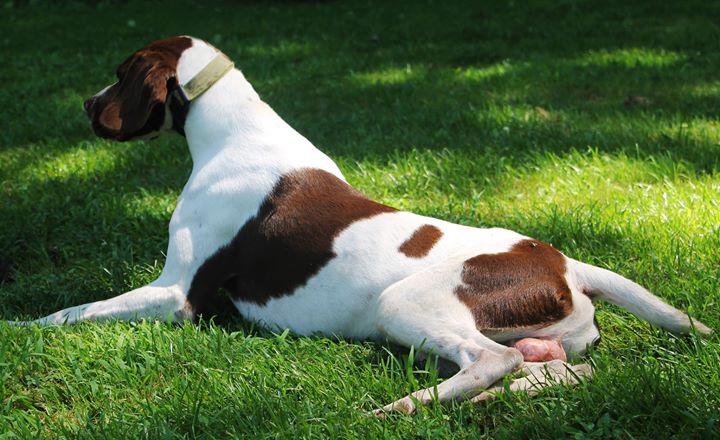Medium Photo #1 German Shorthaired Pointer Puppy For Sale in SMYRNA, DE, USA