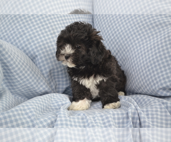 Medium Photo #12 Shih-Poo Puppy For Sale in GREENWOOD, WI, USA