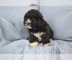 Puppy Asia Shih-Poo