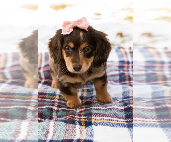 Medium Photo #2 Dachshund Puppy For Sale in BREMEN, IN, USA