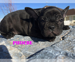 Small Photo #15 French Bulldog Puppy For Sale in CLARKSTON, UT, USA
