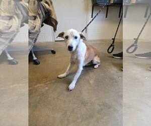 Mutt Dogs for adoption in Stratham, NH, USA