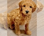 Puppy 4 Goldendoodle (Miniature)