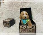 Puppy 2 Goldendoodle (Miniature)