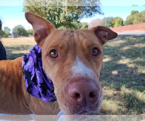 NaNa - Female American Pit Bull Terrier-Unknown Mix Dog for Adoption - Photo #3