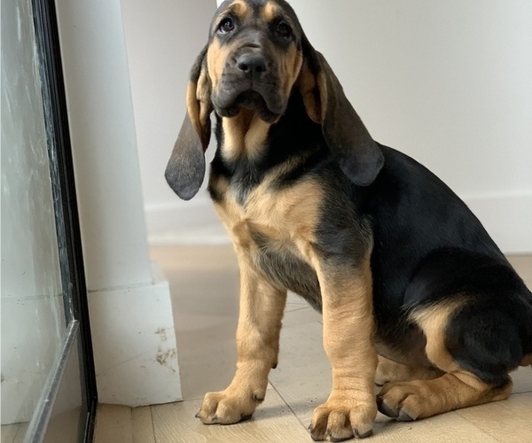 Medium Photo #1 Bloodhound Puppy For Sale in SOQUEL, CA, USA