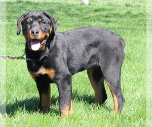 Rottweiler Puppy for sale in FREDERICKSBURG, OH, USA