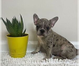 French Bulldog Puppy for sale in JOHNS ISLAND, SC, USA