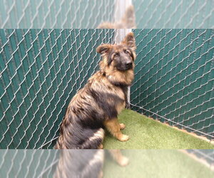 German Shepherd Dog Dogs for adoption in Downey, CA, USA