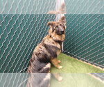 EVEREST - Female German Shepherd Dog Dog for Adoption - Small photo