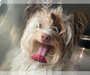 Silky Terrier-Unknown Mix Dogs for adoption in Andover, MN, USA