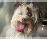 Small Silky Terrier Mix
