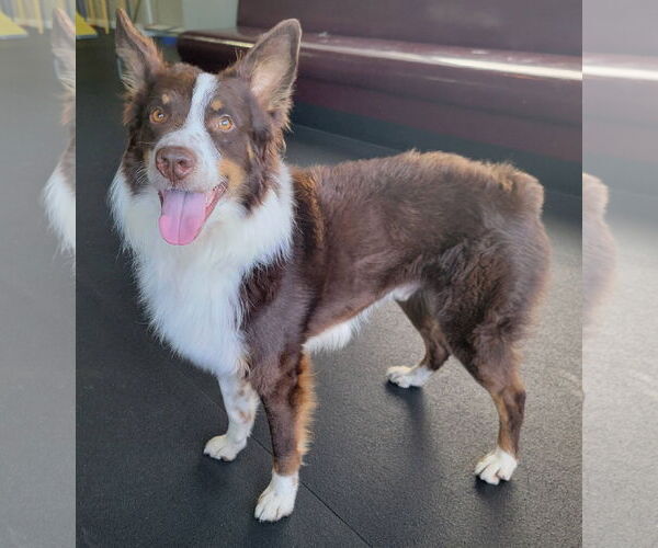 Medium Photo #6 Australian Shepherd Puppy For Sale in Highland, IL, USA