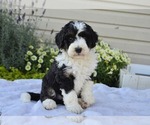 Small #21 Bernedoodle (Miniature)