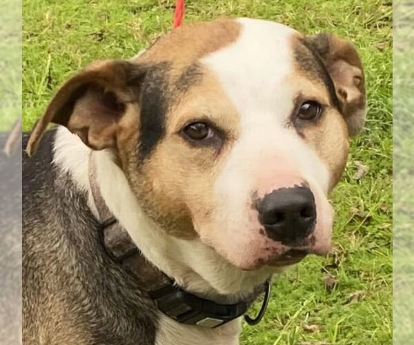 Medium Photo #1 Boxer-Unknown Mix Puppy For Sale in Canton, CT, USA