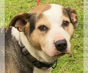 Boxer-Unknown Mix Dogs for adoption in Canton, CT, USA