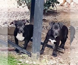 American Bully Puppy for sale in ATLANTA, GA, USA