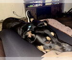 Small #17 Rottweiler Mix