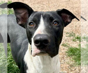 Labrador Retriever-Unknown Mix Dogs for adoption in Jefferson, WI, USA