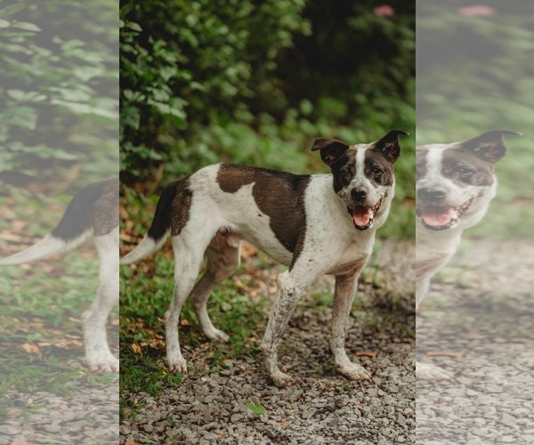 Medium Photo #2 Shepradors Puppy For Sale in Lewistown, PA, USA