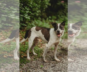 Nash - Male Shepradors Dog for Adoption - Photo #2