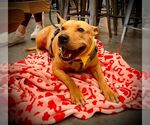 Small #14 American Pit Bull Terrier Mix