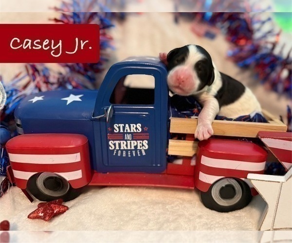 Medium Photo #6 Bernedoodle-Poodle (Standard) Mix Puppy For Sale in MENIFEE, CA, USA