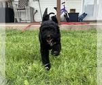 Small Photo #2 Bernedoodle Puppy For Sale in WACO, TX, USA