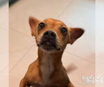 Small Chihuahua Mix