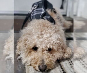 Poochon Dogs for adoption in Cuyahoga Falls , OH, USA