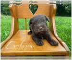 Puppy 6 Schnauzer (Miniature)