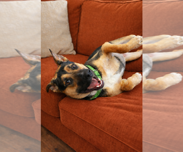 Medium Photo #3 German Shepherd Dog Puppy For Sale in Euless, TX, USA