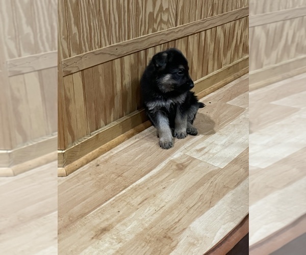 Medium Photo #5 German Shepherd Dog Puppy For Sale in MADISON HEIGHTS, VA, USA