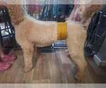 Small #3 Poodle (Standard)