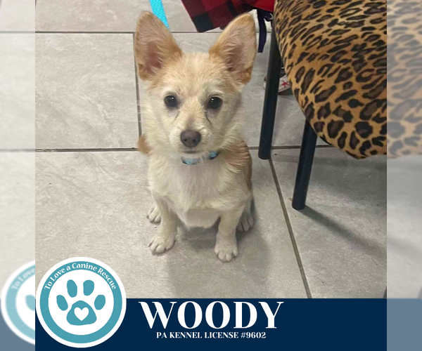 Medium Photo #1 Chiranian Puppy For Sale in Kimberton, PA, USA