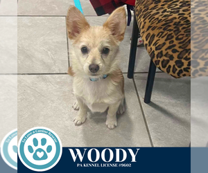 Chiranian Dogs for adoption in Kimberton, PA, USA