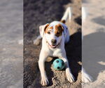 Small Catahoula Leopard Dog Mix