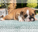 Small Photo #21 English Bulldog Puppy For Sale in MILLERSBURG, OH, USA