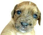 Puppy 2 Boxer-Poodle (Standard) Mix