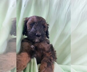 Goldendoodle Puppy for Sale in SOUTH HAVEN, Minnesota USA