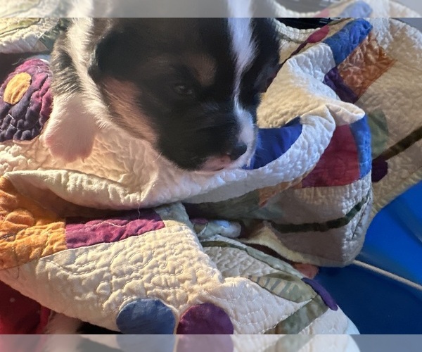 Medium Photo #8 Pembroke Welsh Corgi Puppy For Sale in JACKSON, NJ, USA